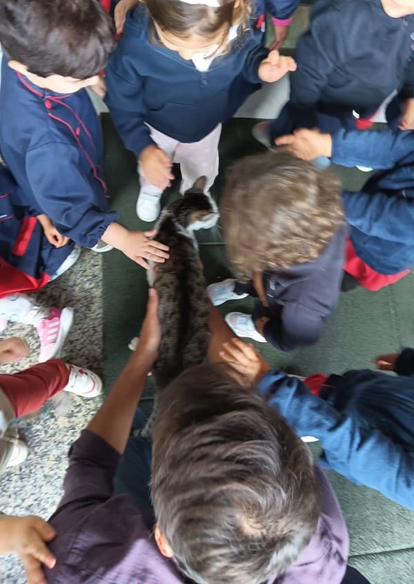 Os animais foram à escola — foto 1