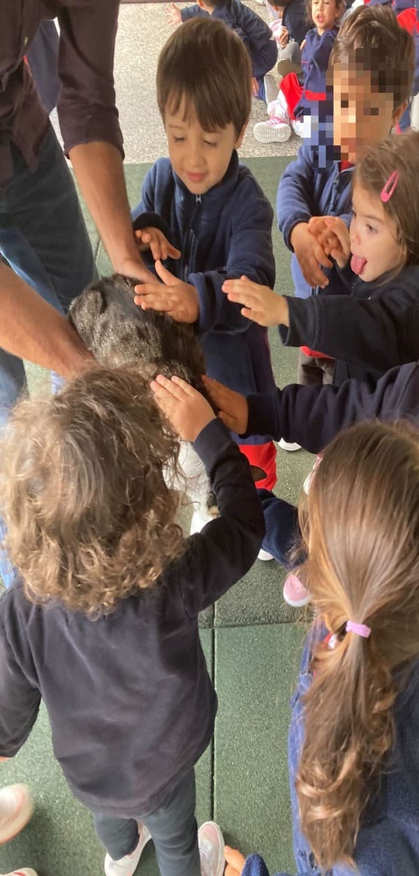 Os animais foram à escola — foto 6