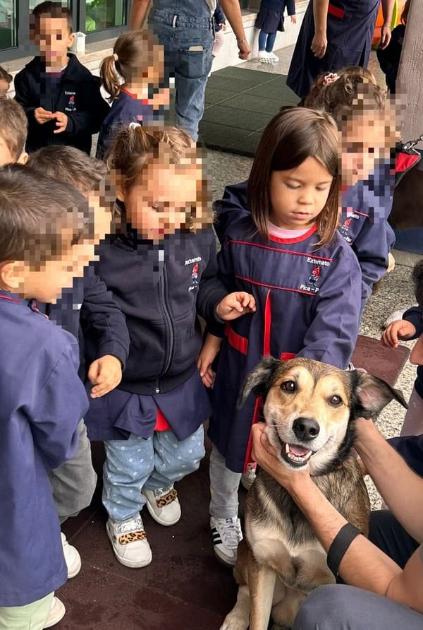 Os animais foram à escola — foto 8