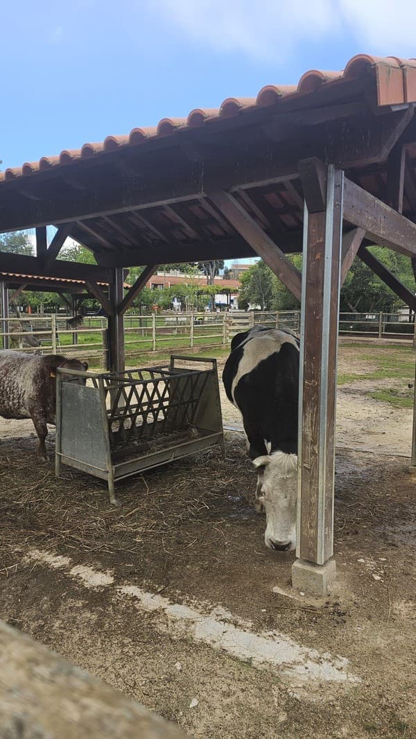 Férias da Páscoa terminam em grande no Externato Pica-Pau da Serra da Amoreira — foto 20