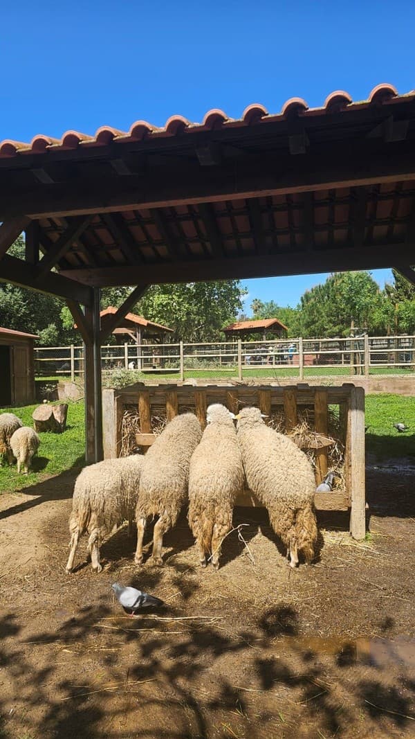 Férias da Páscoa terminam em grande no Externato Pica-Pau da Serra da Amoreira — foto 21