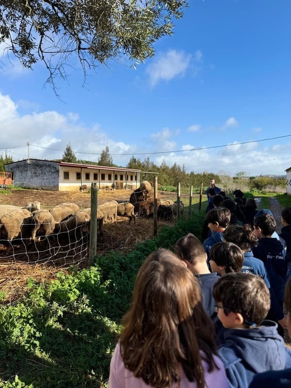 Colónia de Férias de Natal levou alunos até à Quintinha da Paiã — foto 4