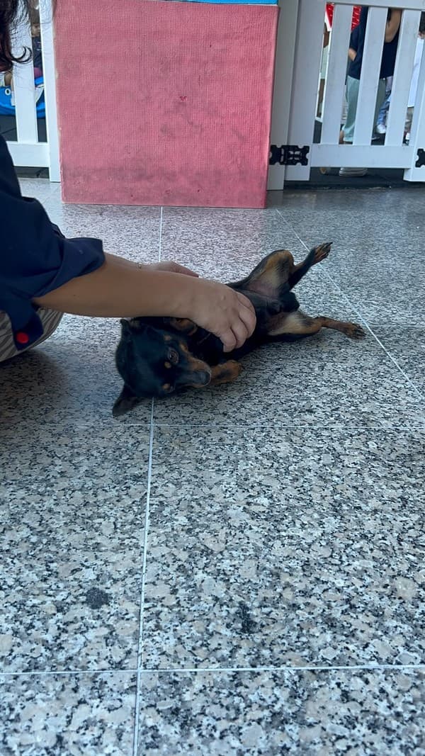 Externato Pica-Pau entrega bens recolhidos ao Parque dos Bichos  — foto 20