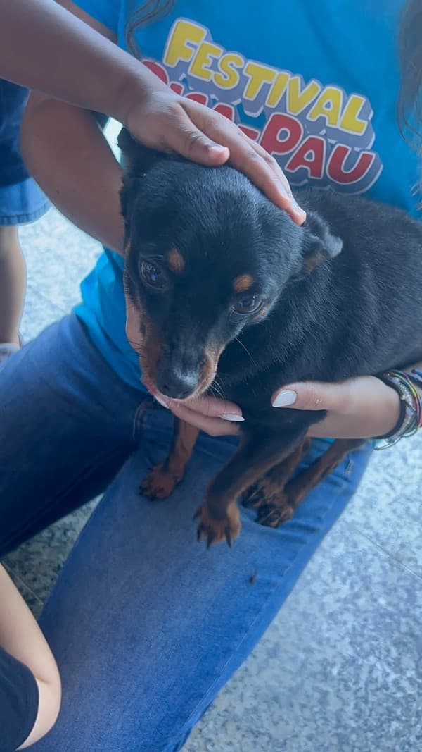 Externato Pica-Pau entrega bens recolhidos ao Parque dos Bichos  — foto 25