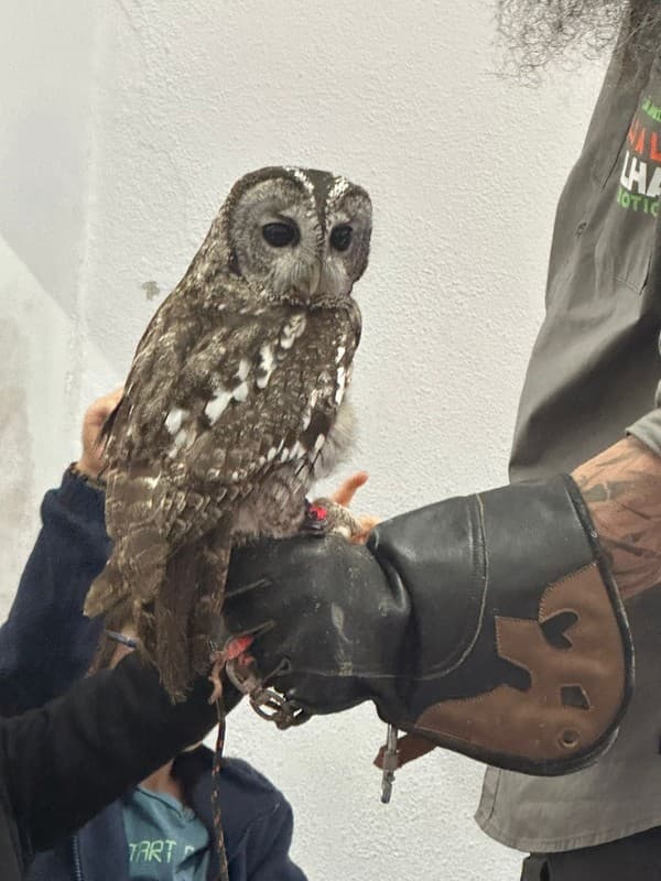Animais Exóticos no Externato Pica-Pau — foto 1