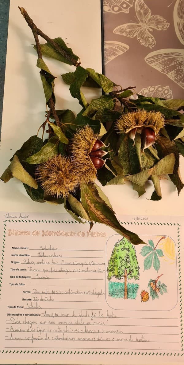 Doce de Castanha para celebrar o Dia Mundial da Alimentação — foto 2