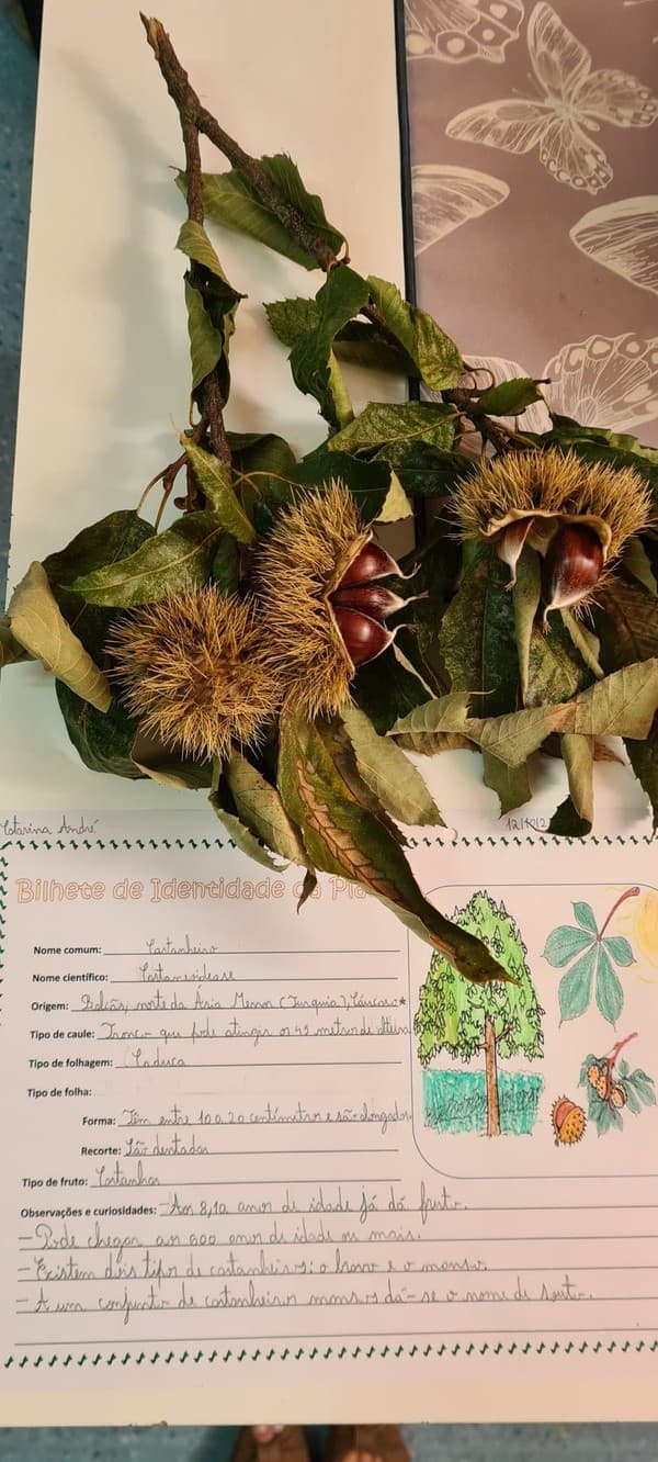 Doce de Castanha para celebrar o Dia Mundial da Alimentação — foto 3