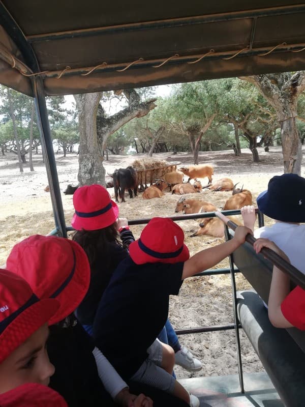 Externato Pica-Pau da Serra da Amoreira em visita de final de ano letivo — foto 15