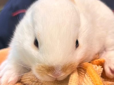 Uma visita muito especial na sala dos Leõezinhos